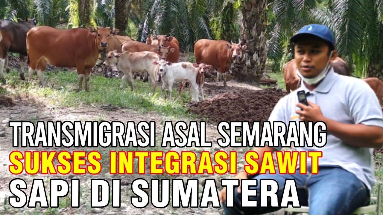 Transmigran Asal Semarang Sukses Integrasi Perkebunan Sawit Dan Peternakan Sapi Di Sumatera.jpg